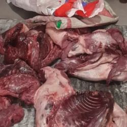 Los carpinchos faenados y las bolsas de arpillera incautadas.