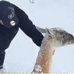 El guanaco estaba muy lastimado y asustado.