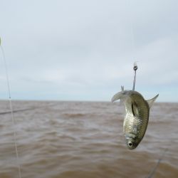 Dependiendo el momento de la temporada, al pejerrey se lo busca en zonas diferentes del estuario rioplatense. 