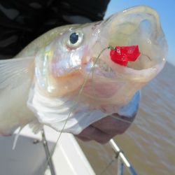 Dependiendo el momento de la temporada, al pejerrey se lo busca en zonas diferentes del estuario rioplatense. 