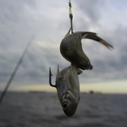 Dependiendo el momento de la temporada, al pejerrey se lo busca en zonas diferentes del estuario rioplatense. 