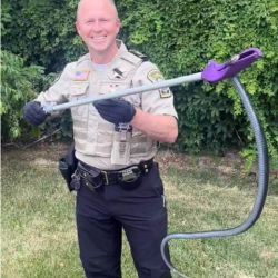 La serpiente encontrada todavía no pudo ser identificada por los especialistas.