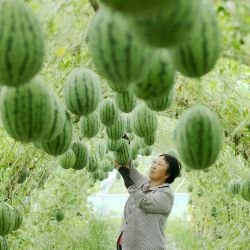 Imagen de una agricultora recolectando una sandía en una base de plantación de fruta y vegetales, en la aldea de Nanlu del poblado de Moganshan, en la provincia de Zhejiang, en el este de China. | Foto:Xinhua/Xie Shangguo