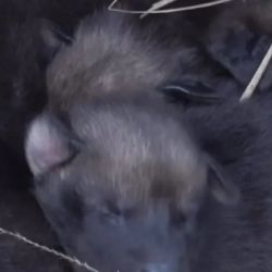 Los cachorritos gozan de buena salud.