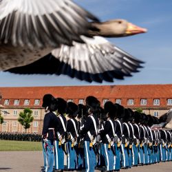 Los gansos vuelan junto a los soldados de una guardia de honor durante el desfile del aniversario de los salvavidas reales daneses en el cuartel de salvavidas de Copenhague, Dinamarca. | Foto:Ida Marie Odgaard / Ritzau Scanpix / AFP