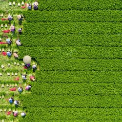 Vista aérea tomada con un dron de agricultores cosechando apios en un campo de vegetales, en el poblado de Tangfang, en la provincia de Shandong, en el este de China. | Foto:Xinhua/Zhang Weitang