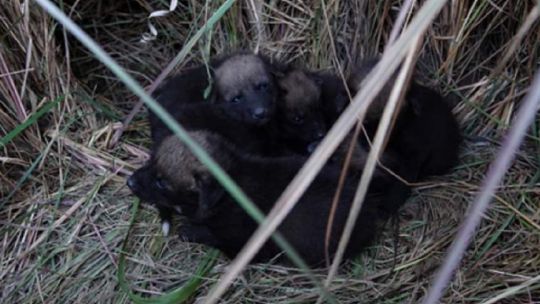 Te presentamos a los 5 cachorritos de aguará guazú que nacieron en los Esteros del Iberá