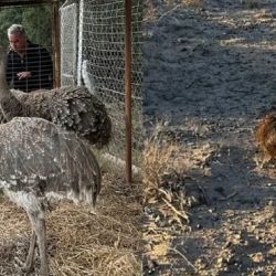 Los animales se encontraban en el fondo de una vivienda.