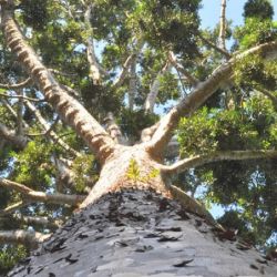 Ee el segundo árbol de su especie encontrado en esa zona.