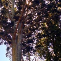  La finca en la que lo hallaron se llama Quinta La Piba.