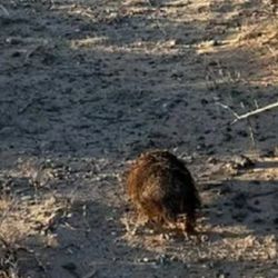 Los armadillos peludos fueron puestos en libertad.