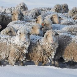 Productores patagónicos en alerta