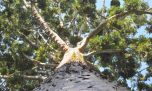 Clicistas platenses encuentran un árbol de cristal en el sur del Gran Buenos Aires