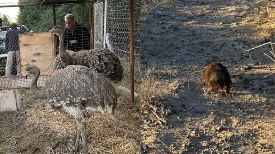 Neuquén: liberan a cuatro animales en peligro de extinción que estaban en cautiverio