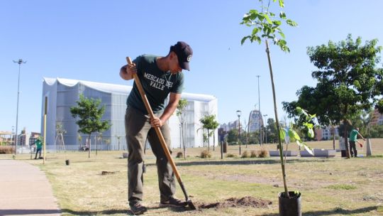 "Plan Plantita": proponen priorizar viveros locales para la adquisición de plantas en las políticas de forestación urbana