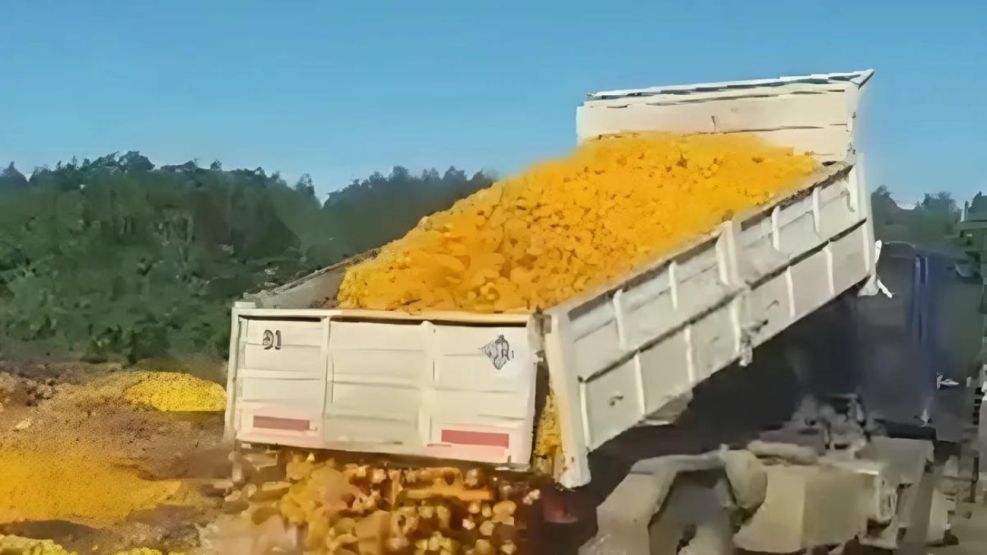 Productores entrerrianos descartan camiones de fruta por la recesión: