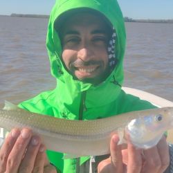 El pique sobre el Paraná Guazú suele ser muy veloz y el pejerrey brinda una linda pelea antes de llegar a la embarcación. Es una pesca enérgica y de buen gusto, debiendo estar bien atentos ante cada pique.