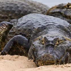 Caimanes negros cerca de la carretera a pocos kilómetros de Porto Esperança, en el municipio de Corumbá, estado de Mato Grosso do Sul, Brasil. | Foto:PABLO PORCIUNCULA / AFP
