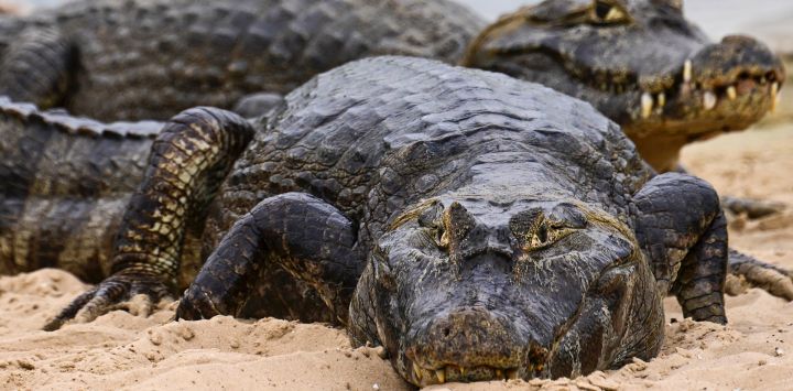 Caimanes negros cerca de la carretera a pocos kilómetros de Porto Esperança, en el municipio de Corumbá, estado de Mato Grosso do Sul, Brasil.