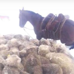 La vida de millones de animales está en peligro por las intensas nevadas.