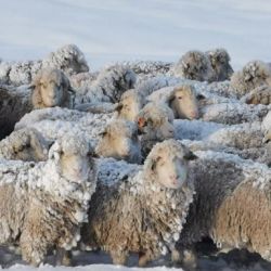 Las nevadas se extienden de norte a sur y de la franja central hacia el oeste afectando al 50 % del stock bovino y ovino