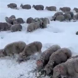 Los animales ya llevan una semana sin poder acceder al alimento.