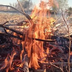 En una región con variedad de especies, hoy la atracción pasa por la variada de piel y los doradillos. 