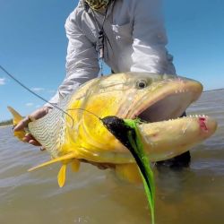 Hay abundante presencia de los dorados, con chicos, medianos y muy buenos ejemplares también, lo que genera una adrenalina impresionante por la intensidad de piques. Además, pacúes y surubíes.