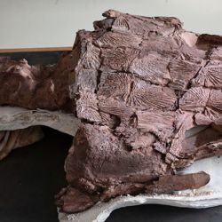 El tetrápodo basal gigante data de unos 285 millones de años de antigüedad.