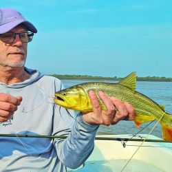 La pesca en fly de dorados es un trabajo en equipo: un pescador en cada punta y el guía maniobrando la lancha con el motor eléctrico para poner a tiro al aficionado de acuerdo a sus capacidades técnicas. Haciendo bien las cosas se fueron sumando lingotes de hasta 2,5 kilos.