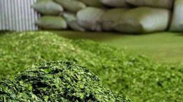 Yerba mate: crecen las exportaciones en medio de una cosecha récord