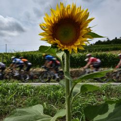 El pelotón de ciclistas pasa por un campo de girasoles en la región de Piamonte durante la tercera etapa de la 111ª edición de la carrera ciclista Tour de Francia, 230,5 km entre Piacenza y Turín, en Italia. | Foto:MARCO BERTORELLO / AFP