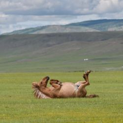 Un caballo rueda sobre la hierba en Khishig-Undur, en la provincia de Bulgan en Mongolia. | Foto:Hector Retamal / AFP