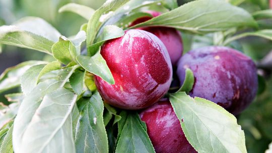 Se recomienda consumir tres ciruelas al día, frescas o secas.