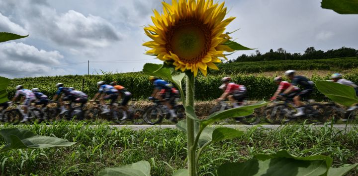 El pelotón de ciclistas pasa por un campo de girasoles en la región de Piamonte durante la tercera etapa de la 111ª edición de la carrera ciclista Tour de Francia, 230,5 km entre Piacenza y Turín, en Italia.