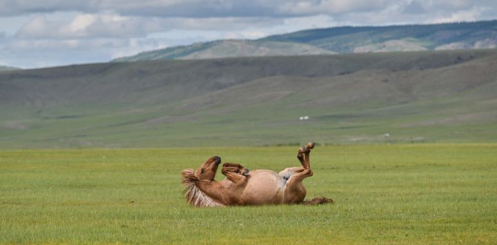 Un caballo rueda sobre la hierba en Khishig-Undur, en la provincia de Bulgan en Mongolia.