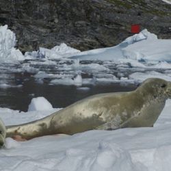 Las muestras se tomaron en 3 especies de focas.