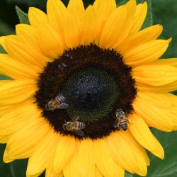 Las abejas extraen polen y néctar de una planta de girasol en las montañas del pueblo de Nuevo Juncales, en el municipio de Santa Lucía. | Foto:Orlando Sierra / AFP