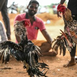 Los espectadores observan cómo un par de gallos pelean durante el torneo de peleas de gallos en Puducherry, India. | Foto:R.Satish Babu / AFP