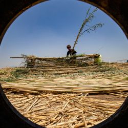 Un joven recoge juncos cosechados en las marismas de la provincia de Raqa, en el este de Siria. | Foto:DELIL SOULEIMAN / AFP