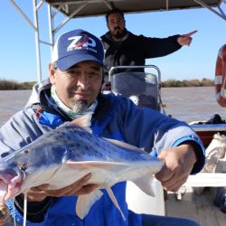 Paties y grandes bagres fueron la alternativa al pejerrey tentados por el filet de sábalo. 