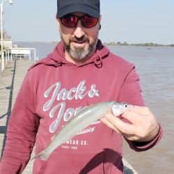 Paties y grandes bagres fueron la alternativa al pejerrey tentados por el filet de sábalo. 