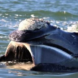 Gentileza equipo de investigación.