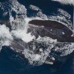 Proceso de colocación de la CRITTERCAM a una ballena franca. 