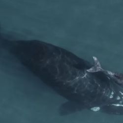 Estos cetáceos llegan a bucear más de 100 metros de profundidad en busca de alimento de alta calidad