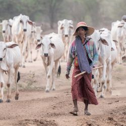Esta foto muestra a una mujer caminando con un rebaño de ganado en Bagan, en la región central de Mandalay en Myanmar. | Foto:SAI AUNG PRINCIPAL / AFP