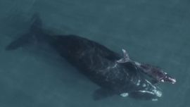 Estos cetáceos llegan a bucear más de 100 metros de profundidad en busca de alimento de alta calidad