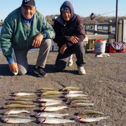 Entrando con waders y ganandole metros al río, o desde los muelles, la chance de dar con pejerreyes está latente. 