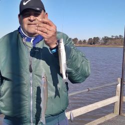 Entrando con waders y ganandole metros al río, o desde los muelles, la chance de dar con pejerreyes está latente. 