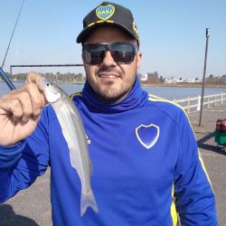 Entrando con waders y ganandole metros al río, o desde los muelles, la chance de dar con pejerreyes está latente. 